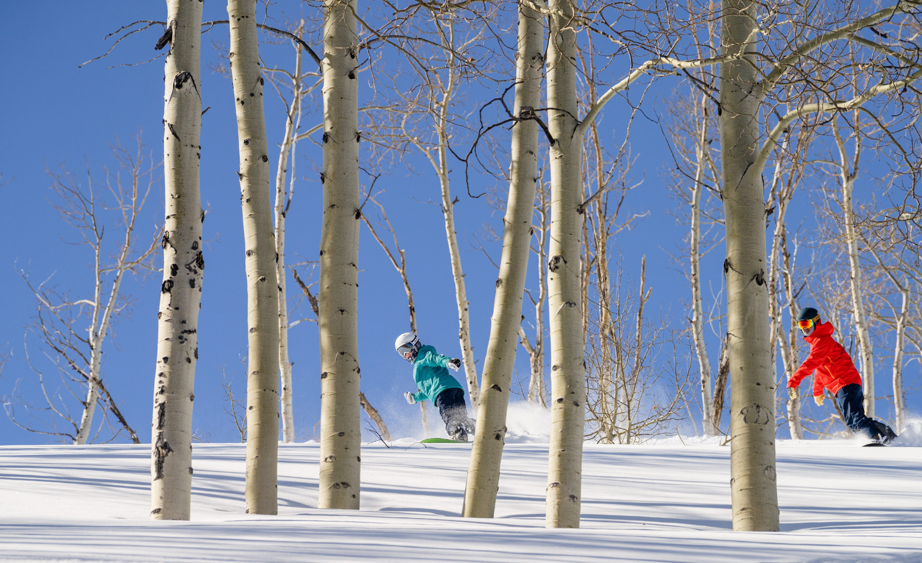 powder-mountain-trees.png