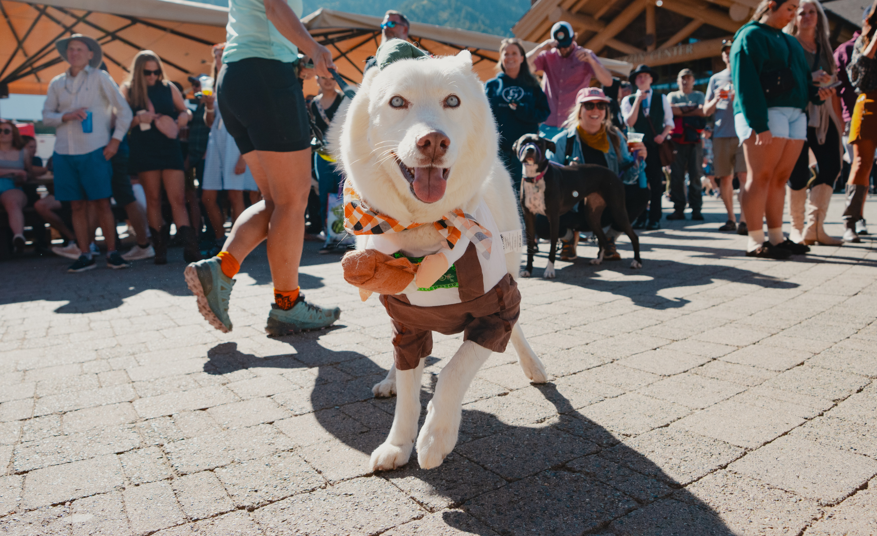 Snowbasin-oktoberfest-dogs.png