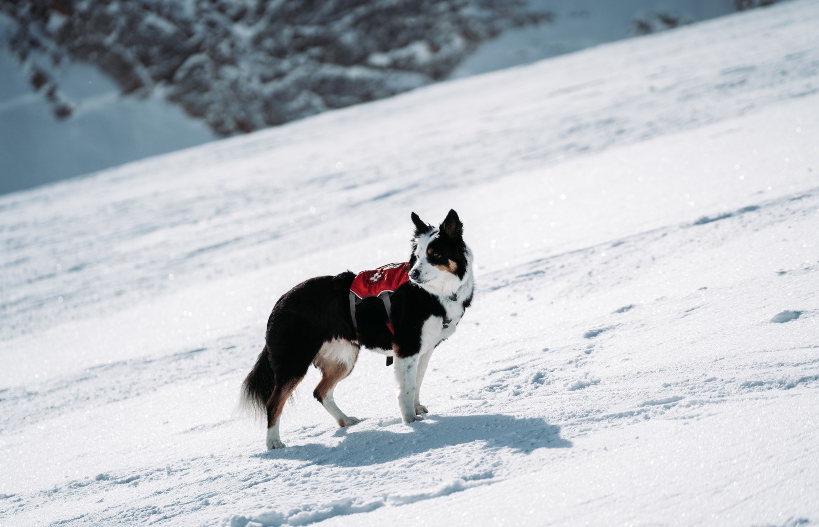 Powder Puppies: The Making of an Avalanche Dog - Ski Utah