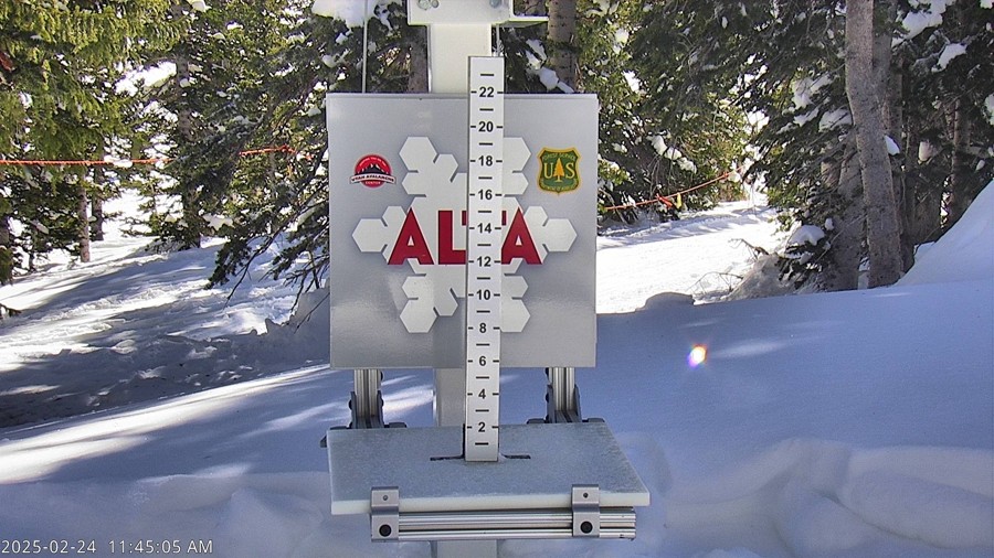 Current Alta Snow Stake Cam