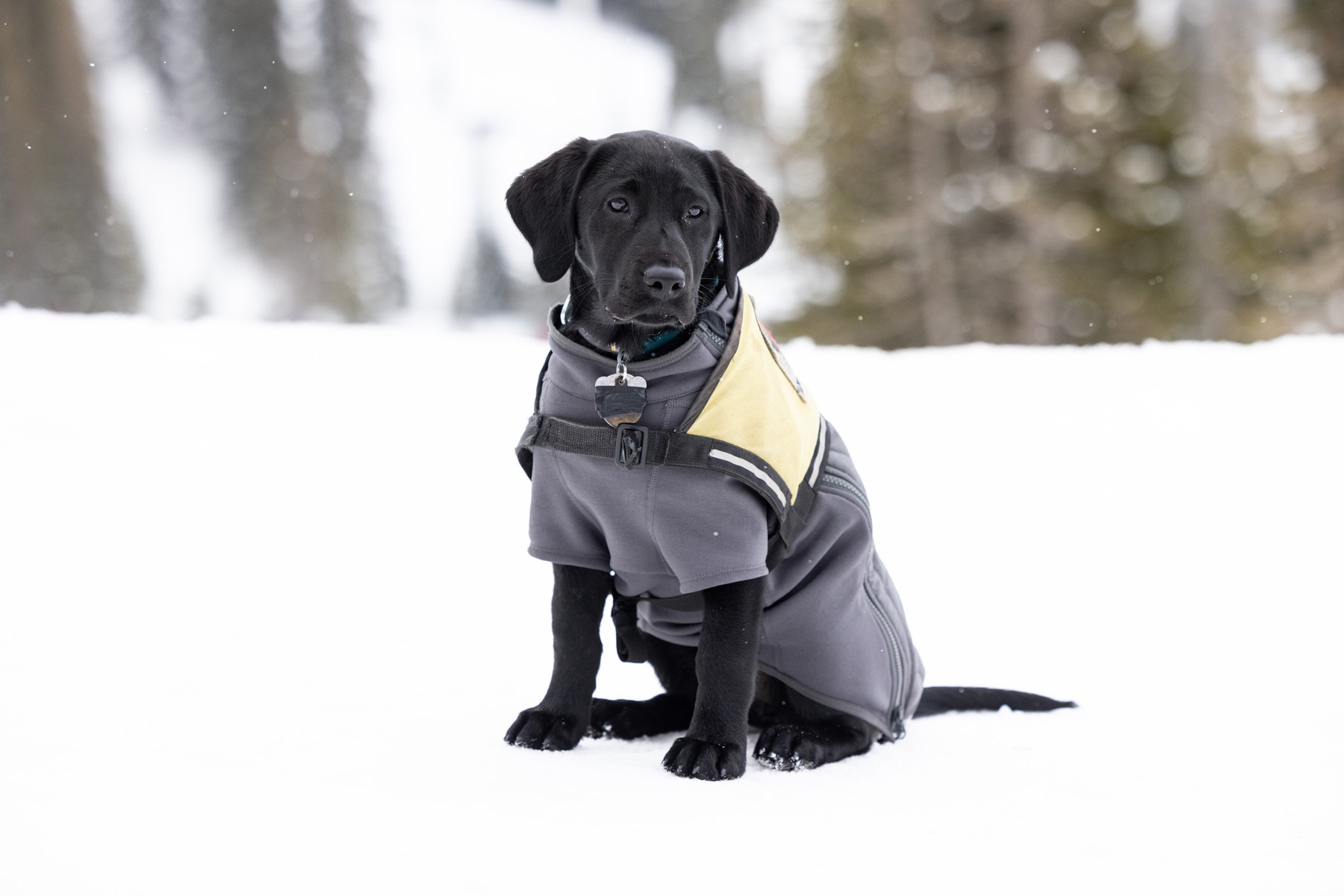 Planning a Dog-Friendly Ski Vacation in Utah